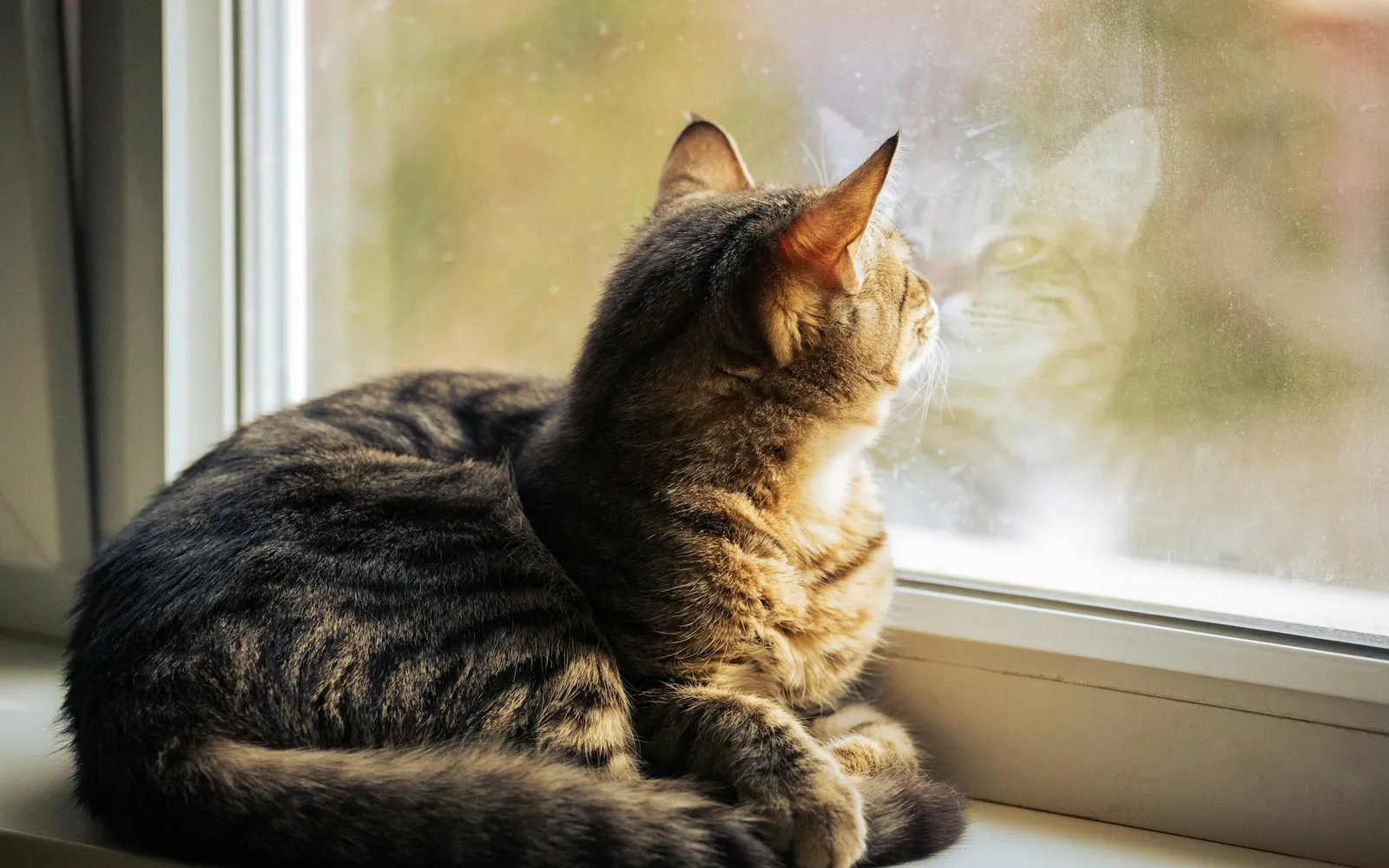 Tabby cat sitting on a windowsill